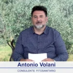 bollettino-olivicolo