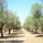 piante-olivo