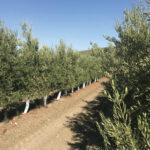 lecciana-olivo