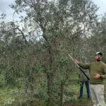 olivicoltura-oliveto