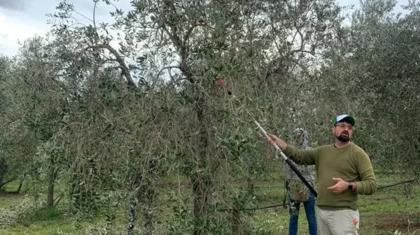 olivicoltura-oliveto