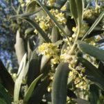 fioritura olivo