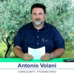 bollettino olivicolo