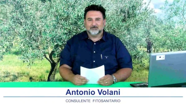 bollettino olivicolo