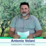 bollettino-olivicolo