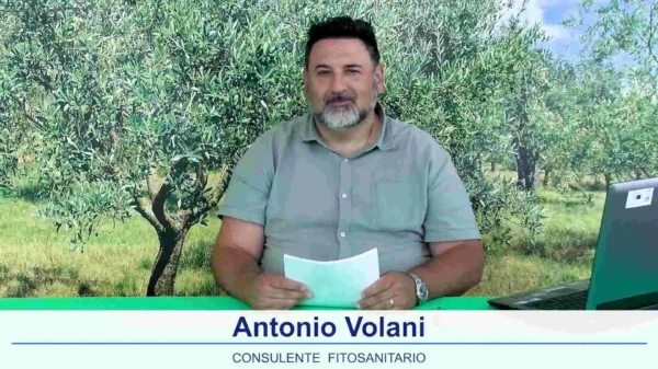 bollettino-olivicolo