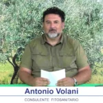 bollettino-olivicolo