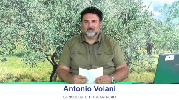 bollettino-olivicolo