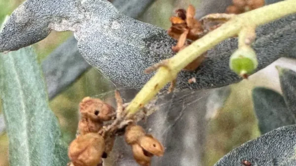 infestazione-tignola-olivo