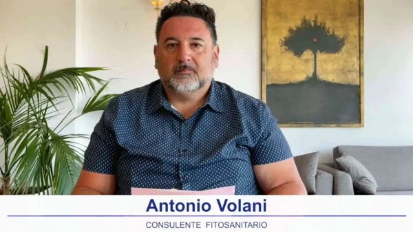 bollettino-olivicolo