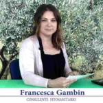 bollettino-olivicolo