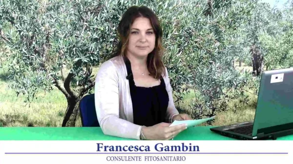 bollettino-olivicolo