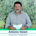 bollettino-olivicolo