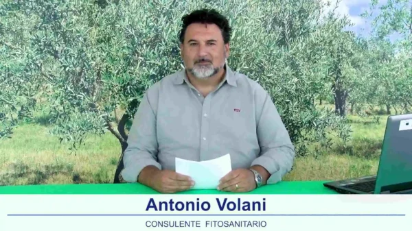 bollettino-olivicolo