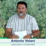 bollettino-olivicolo