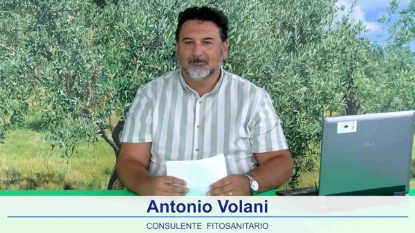 bollettino-olivicolo