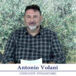 bollettino-olivicolo