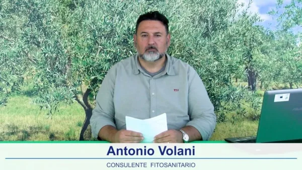 bollettino olivicolo