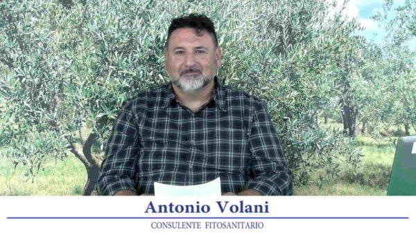 bollettino-olivicolo