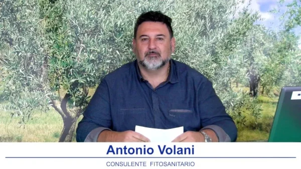 olivicoltura